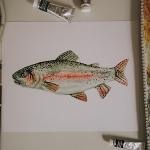 Rainbow Trout Watercolor Print, Trout Painting, Fish Print, Fish Decor, Fishing Illustration, Watercolor, Print