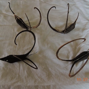 Duivelsklauw-zaaddozen