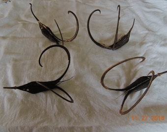 Devil's Claw Seed Pods