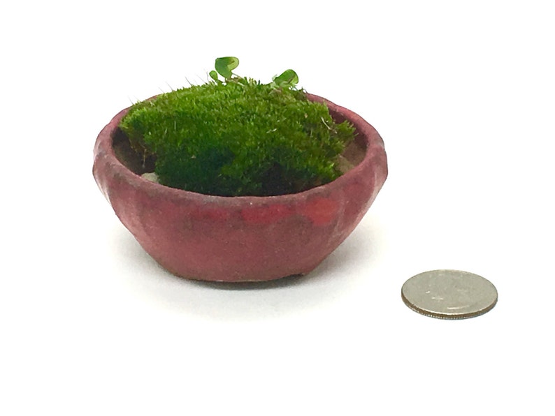 1970er Jahre Rot Eine Miniatur Zen Garten Vintage Innen Mini