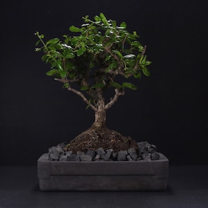 以下が含まれることがあります： 鮮やかな緑の葉と質感のある茶色の幹を持つ小さな盆栽。 長方形の灰色のコンクリートの鉢に植えられ、小さな灰色の石に囲まれ、暗い背景に配置されています。 インテリア用のミニチュアツリーです。