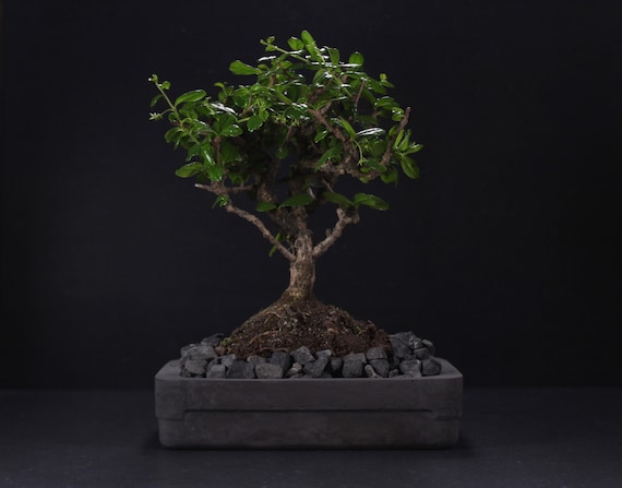 Rechteckiger Beton Bonsai Topf: Holzkohle Pflanztopf, Modernes Zen  Minimalistisches Dekor | VIRID KOLLEKTION - Etsy.de