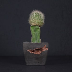 May include: A small green cactus with white spines in a black concrete planter with a copper accent.