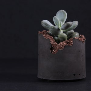 Op de afbeelding: Een kleine vetplant in een zwarte betonnen pot met een koperkleurige rand. De pot heeft een ruw, getextureerd oppervlak en een unieke, onregelmatige vorm.