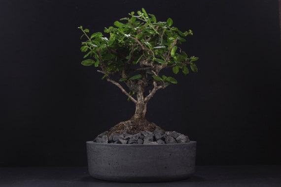 Bonsai Betontopf: Runder Holzkohle-bertopf, Modernes Industrie-Dekor |  VIRID KOLLEKTION - Etsy.de