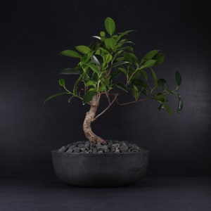 Concrete bonsai pot | Deep charcoal | Shallow planter | For bonsai or cactus