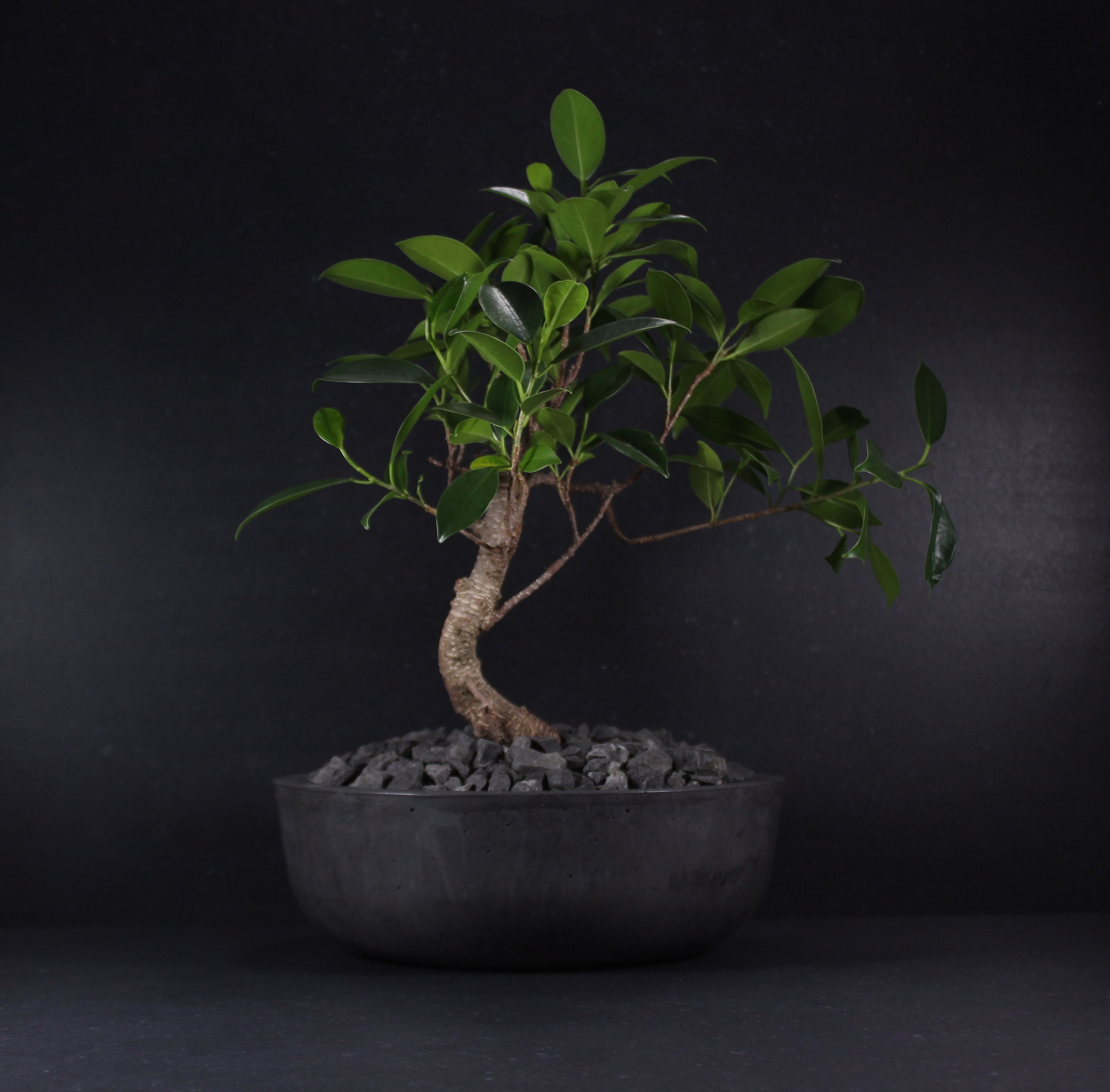 Kaskade bonsai - Etsy sterreich