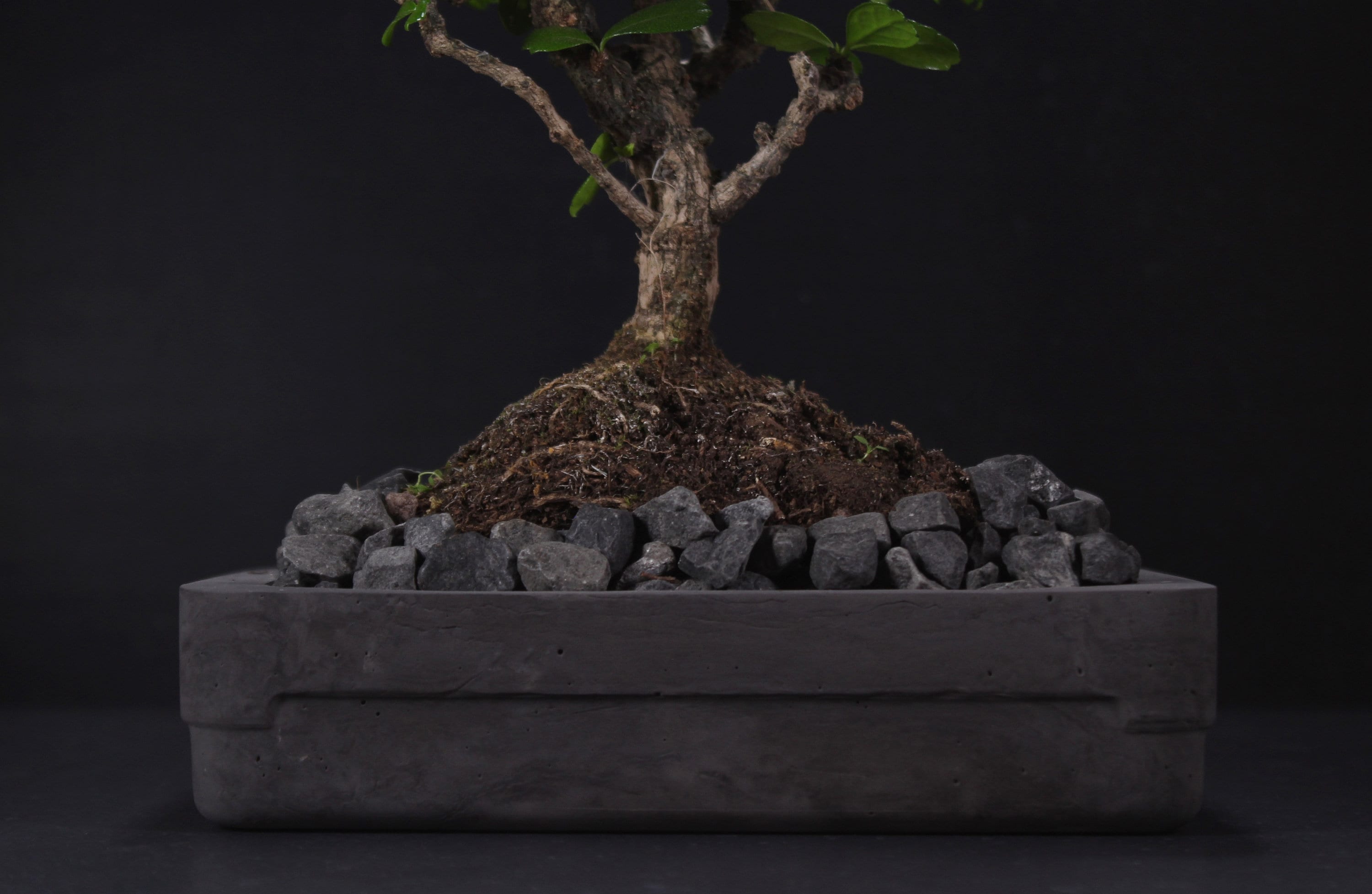 長方形コンクリート盆栽鉢：炭植木鉢、モダンで禅風のミニマリスト装飾