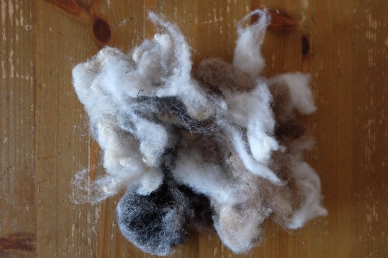 Raw wool from Shetlandschaf, light grey/cream, washed