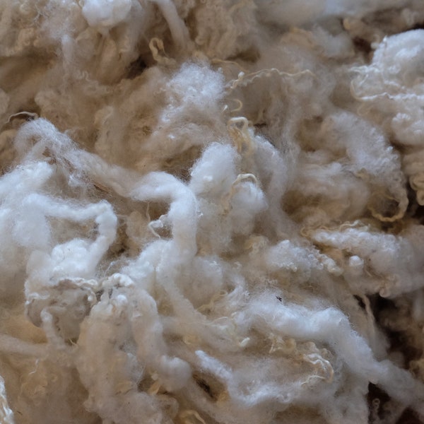 40 grams of curly raw wool from Bluefaced Leicester (1 kg = 225.00 euros)