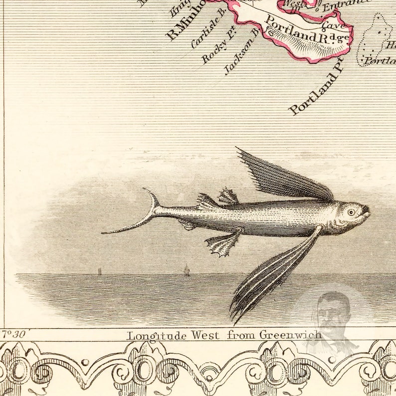 Pode incluir: Uma ilustra&ccedil;&atilde;o detalhada de um peixe voador com grandes barbatanas em forma de asas. O peixe &eacute; retratado em um ambiente natural, nadando acima da superf&iacute;cie da &aacute;gua.