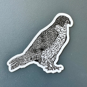 Peregrine Falcon Sticker | Vinyl Decal | Water-Proof Sticker | 3&quot; x 2.78&quot;