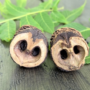 May include: Two cross-sectioned black walnut shells displaying a natural, owl-like face pattern with dark brown, textured outer husks and light tan, porous interiors. The shells are positioned side-by-side, revealing hollow cavities.