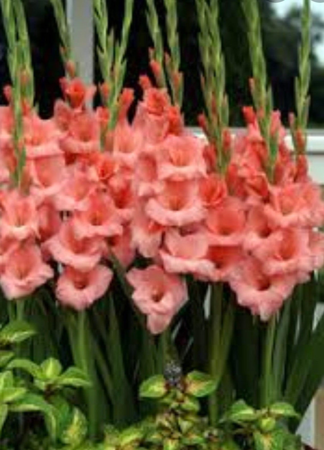 Gladiolus �Forte Rosa� corms bulbs 30 peach coral Etsy