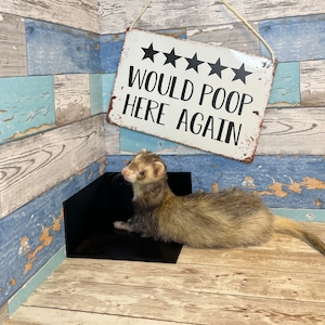 May include: A ferret with brown and tan fur is lying on a black surface. Above, a white metal sign with black text reads "WOULD POOP HERE AGAIN" with five black stars. The background features blue and white wood paneling.