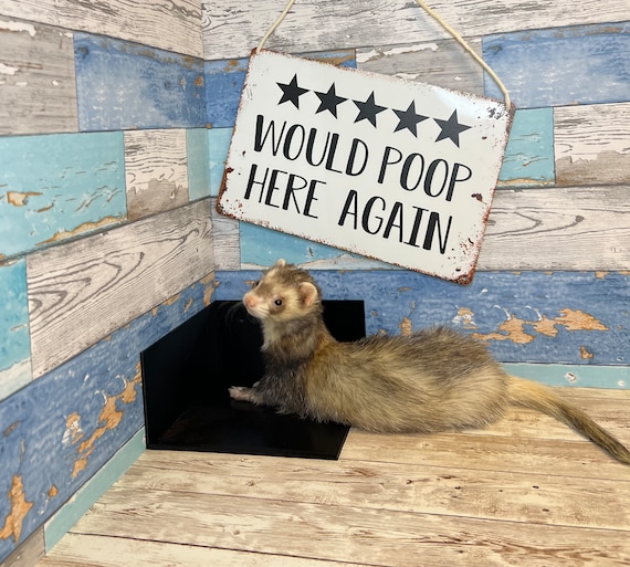 Ferret supplies near best sale me