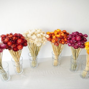 Dried Strawflower Stems Bouquet | Colorful Flowers for vase | Floral Arranging | Flower Gift for Her | Letterbox of flowers | Vase Flowers