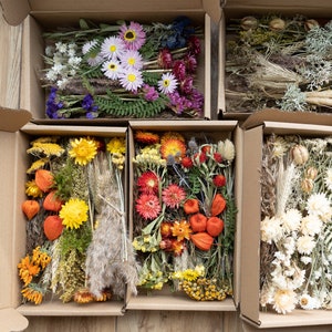 Cajas artesanales de mezcla de flores secas, elaboración de pastos secos, surtido preservado, flores secas de resina, paquete botánico, joyería, jabón, fabricación de velas