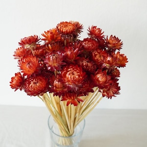 Dried Strawflower Stems Bouquet Colorful Flowers for vase Floral Arranging Flower Gift for Her Letterbox of flowers Vase Flowers Burgundy (1 stem)
