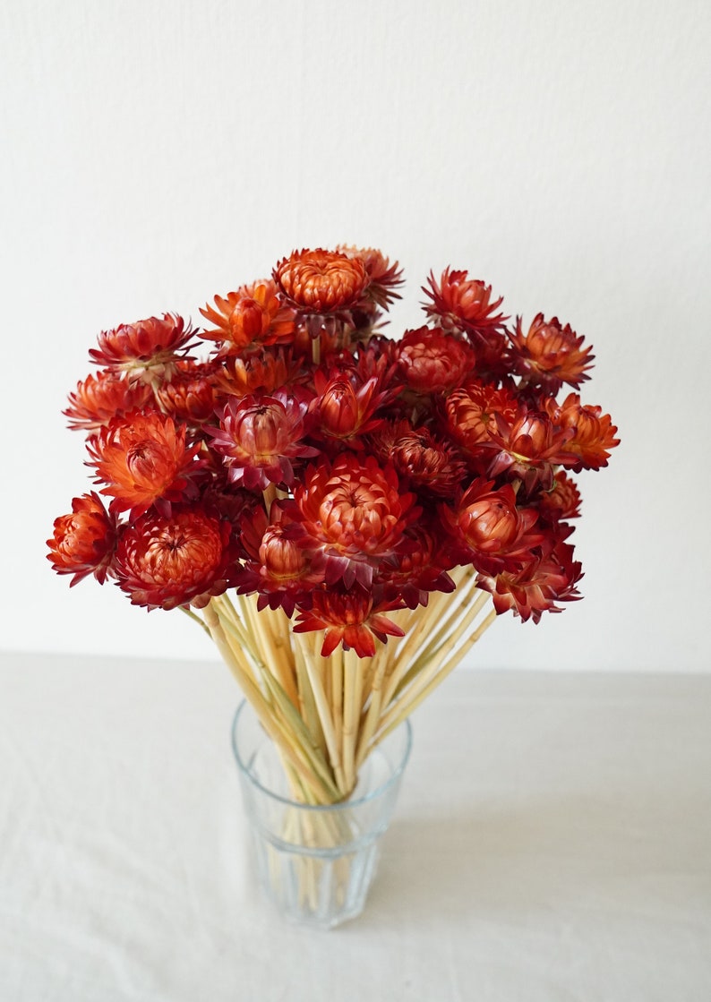 Dried Strawflower Stems Bouquet Colorful Flowers for vase Floral Arranging Flower Gift for Her Letterbox of flowers Vase Flowers Burgundy (1 stem)