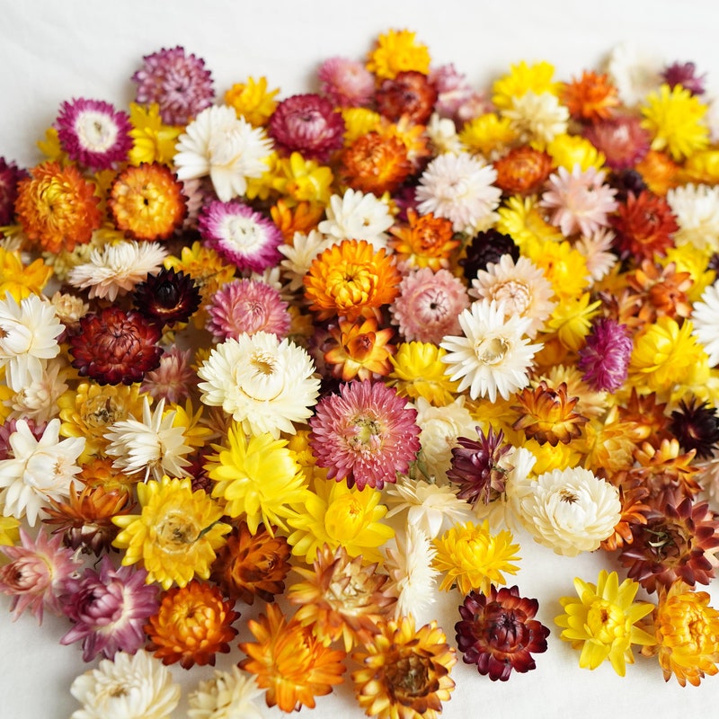 Dried Flowers Bulk - Etsy