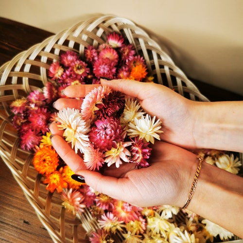 Mélange de fleurs de paille séchées, fleurs de fraise séchées, fleurs séchées en vrac, décoration d'intérieur, remplissage de bol, fleurs séchées pour bricoler, boîte de fleurs à faire soi-même