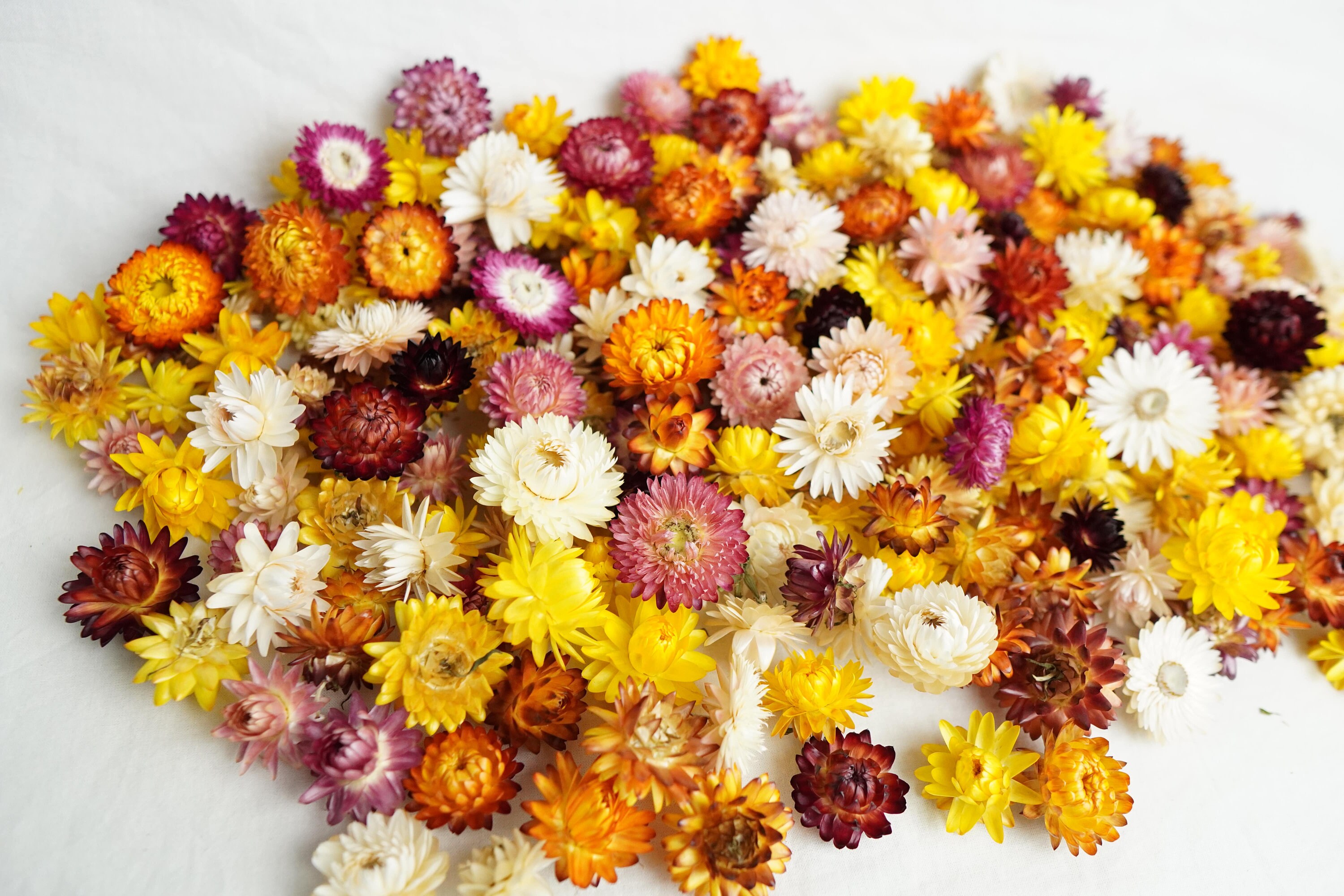 Mix of Strawflowers Dry Strawflower Heads Colorful Dried Etsy