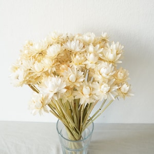 Getrocknete Strohblumenstrauß Bunte Blumen für Vase Blumenarrangement Blumengeschenk für Sie Buchstabenblumen Blümchen . Vase Blumen White (1 stem)