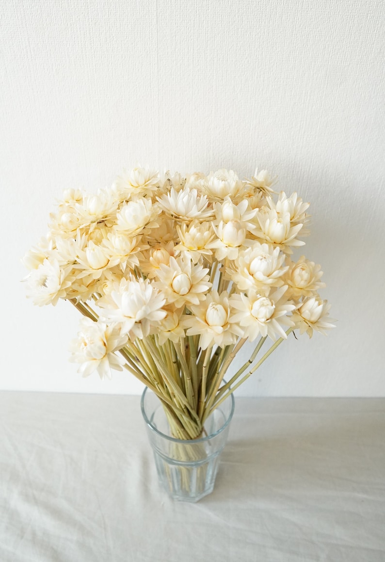 Dried Strawflower Stems Bouquet Colorful Flowers for vase Floral Arranging Flower Gift for Her Letterbox of flowers Vase Flowers White (1 stem)