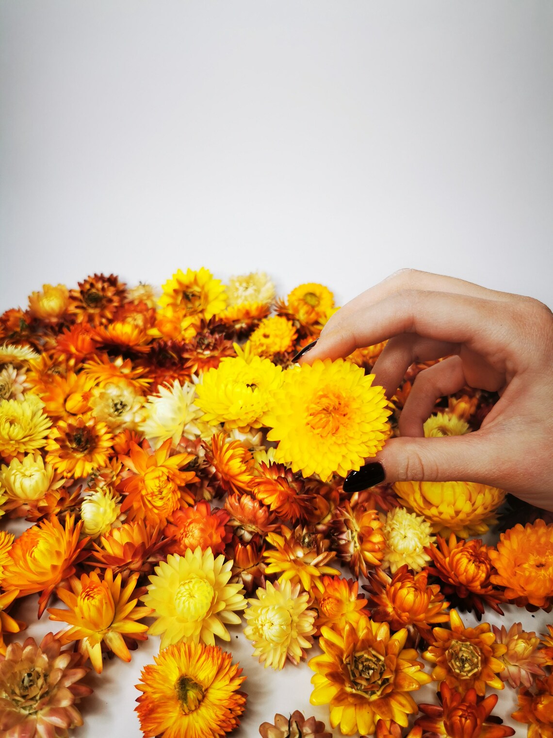 Box of Yellow Strawflowers Dried Strawflowers Dry Flowers Etsy