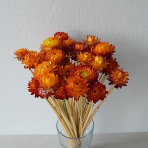 Dried Strawflower Stems Bouquet Colorful Flowers for vase Floral Arranging Flower Gift for Her Letterbox of flowers Vase Flowers Orange (1 stem)