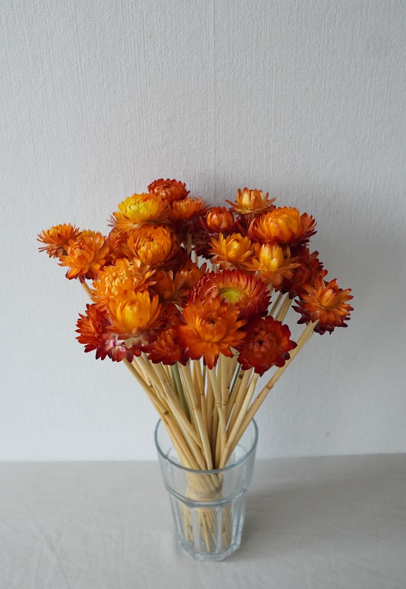 Dried Strawflower Stems Bouquet Colorful Flowers for vase Floral Arranging Flower Gift for Her Letterbox of flowers Vase Flowers Orange (1 stem)