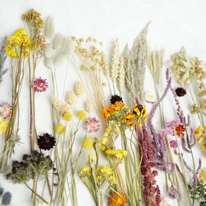 Getrocknete Blumen Bastelbox für die Kerzenherstellung, Seifenherstellung, Mini konservierte Blumen, Schmuckherstellung, Harztrockenblumen, biologisch abbaubar, natürlich