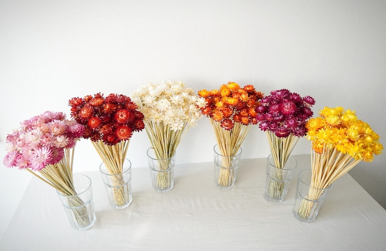 Dried Strawflower Stems Bouquet Colorful Flowers for vase Floral Arranging Flower Gift for Her Letterbox of flowers Vase Flowers image 1