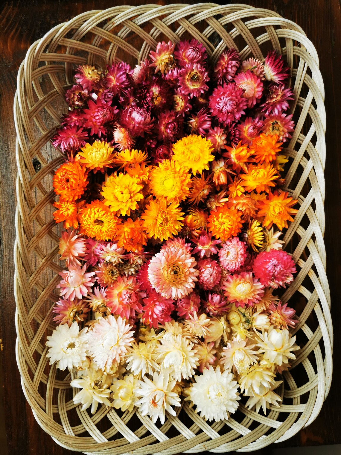 Mix of Strawflowers Dry Strawflower Heads Colorful Dried Etsy