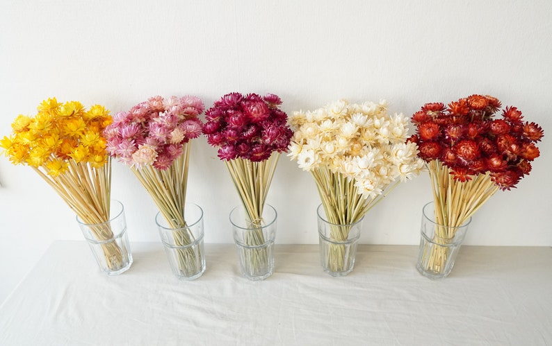 Dried Strawflower Stems Bouquet Colorful Flowers for vase Floral Arranging Flower Gift for Her Letterbox of flowers Vase Flowers image 3