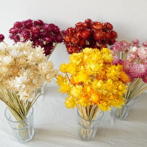 Dried Strawflower Stems Bouquet Colorful Flowers for vase Floral Arranging Flower Gift for Her Letterbox of flowers Vase Flowers image 2