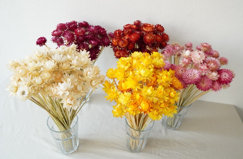 Dried Strawflower Stems Bouquet Colorful Flowers for vase Floral Arranging Flower Gift for Her Letterbox of flowers Vase Flowers image 2