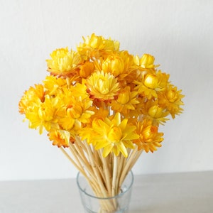 Dried Strawflower Stems Bouquet Colorful Flowers for vase Floral Arranging Flower Gift for Her Letterbox of flowers Vase Flowers Yellow (1 stem)