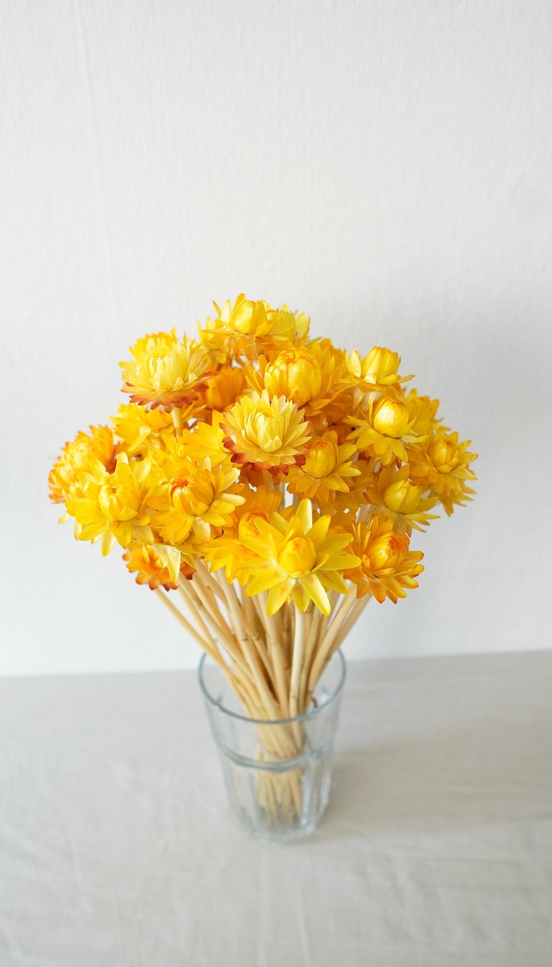 Dried Strawflower Stems Bouquet Colorful Flowers for vase Floral Arranging Flower Gift for Her Letterbox of flowers Vase Flowers Yellow (1 stem)