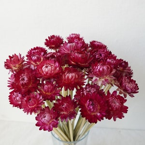 Dried Strawflower Stems Bouquet Colorful Flowers for vase Floral Arranging Flower Gift for Her Letterbox of flowers Vase Flowers Dark Pink (1 stem)