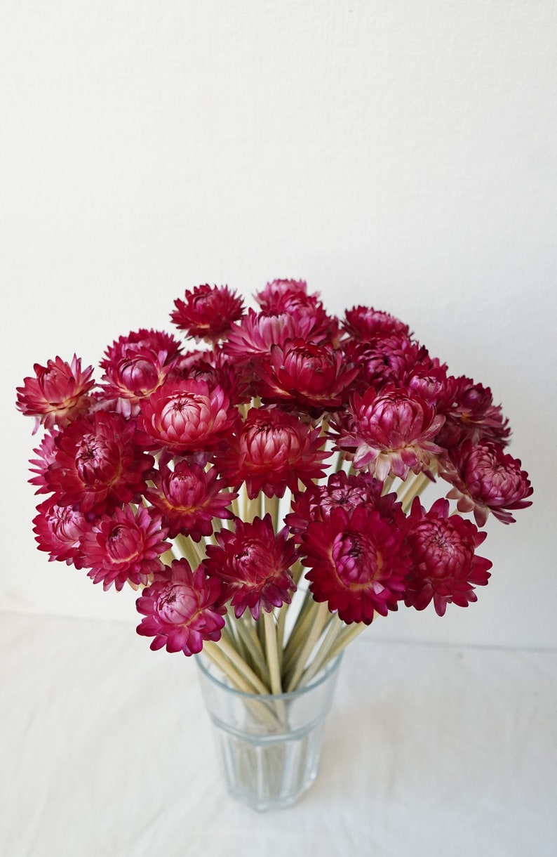 Dried Strawflower Stems Bouquet Colorful Flowers for vase Floral Arranging Flower Gift for Her Letterbox of flowers Vase Flowers Dark Pink (1 stem)