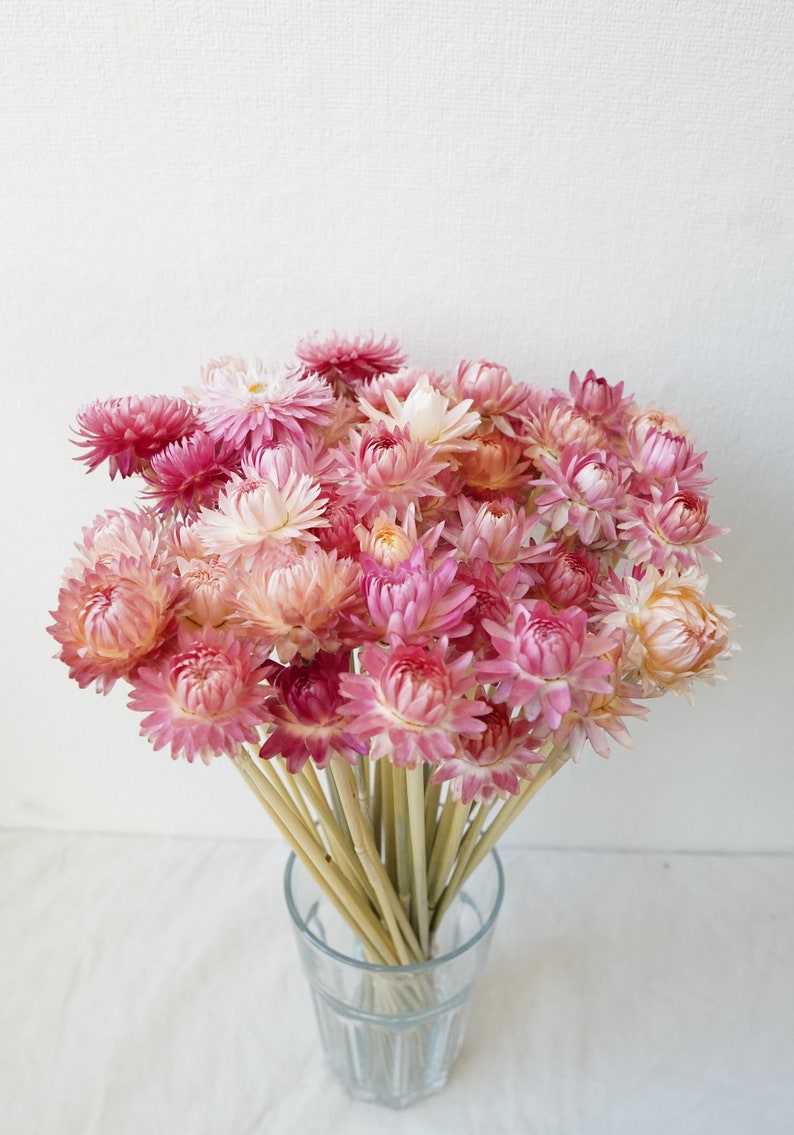 Dried Strawflower Stems Bouquet Colorful Flowers for vase Floral Arranging Flower Gift for Her Letterbox of flowers Vase Flowers Light Pink (1 stem)