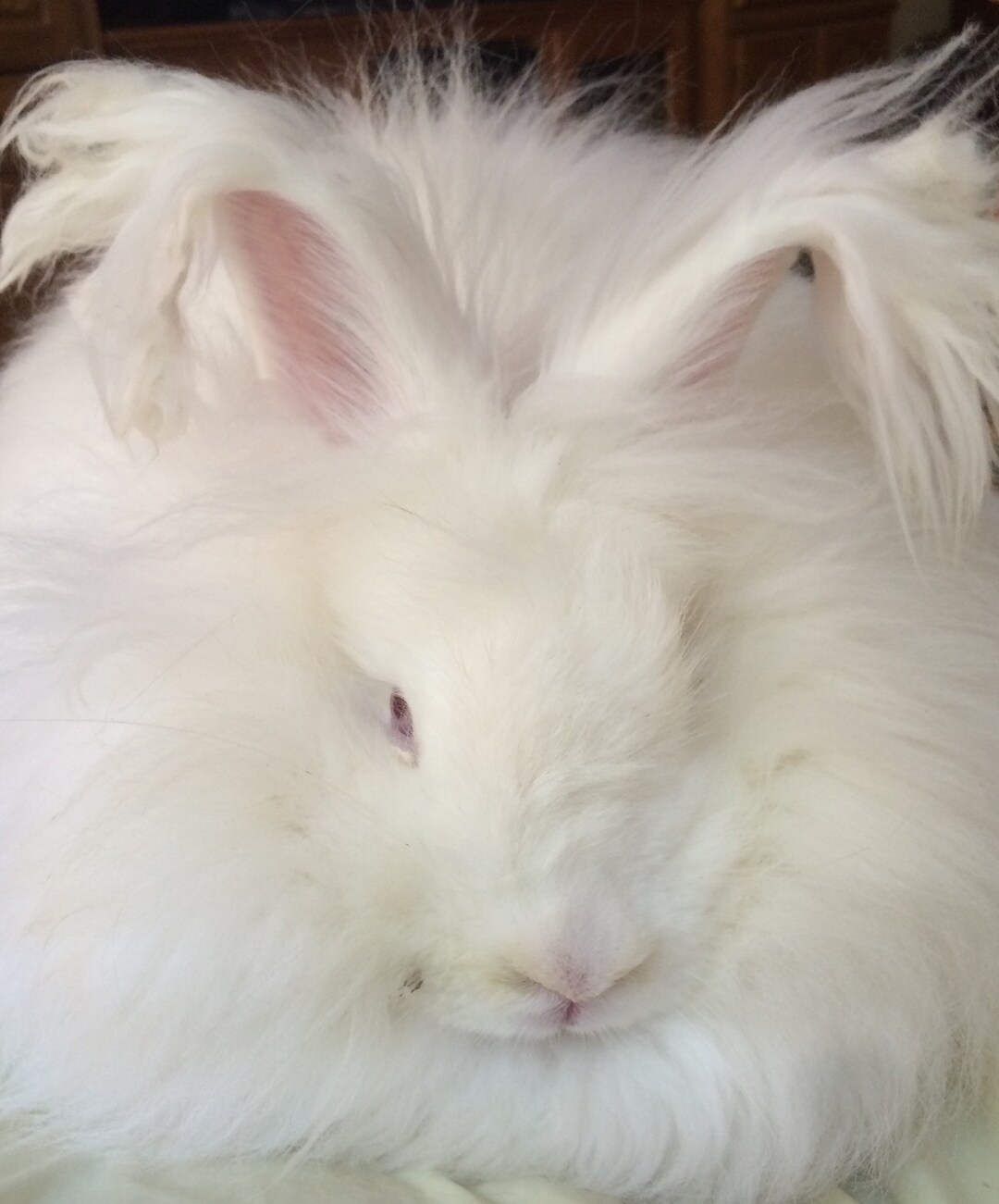 Polar blanco de conejo de angora alemán de mi adorable cierva Etsy España