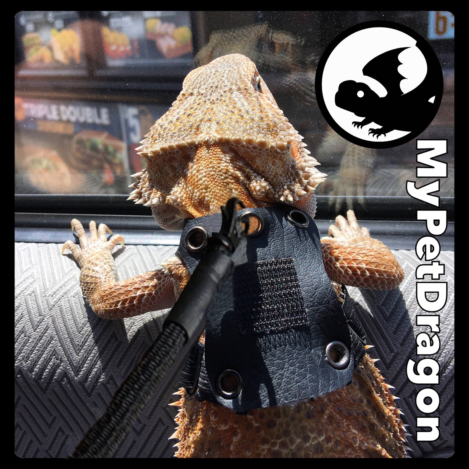 Adjustable Harness and Bungee Leash Etsy