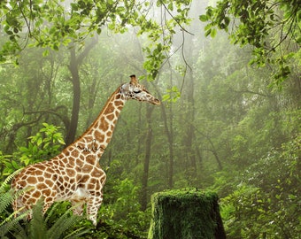 Giraffe in forest with tree stump digital background, backdrop for photographers, photography