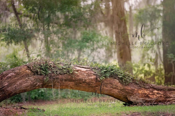 Fairy tree rhythm saw sexy photo — pic 14