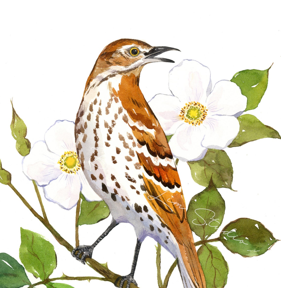 Georgia State Bird Print Brown Thrasher Wall Art Cherokee | Etsy