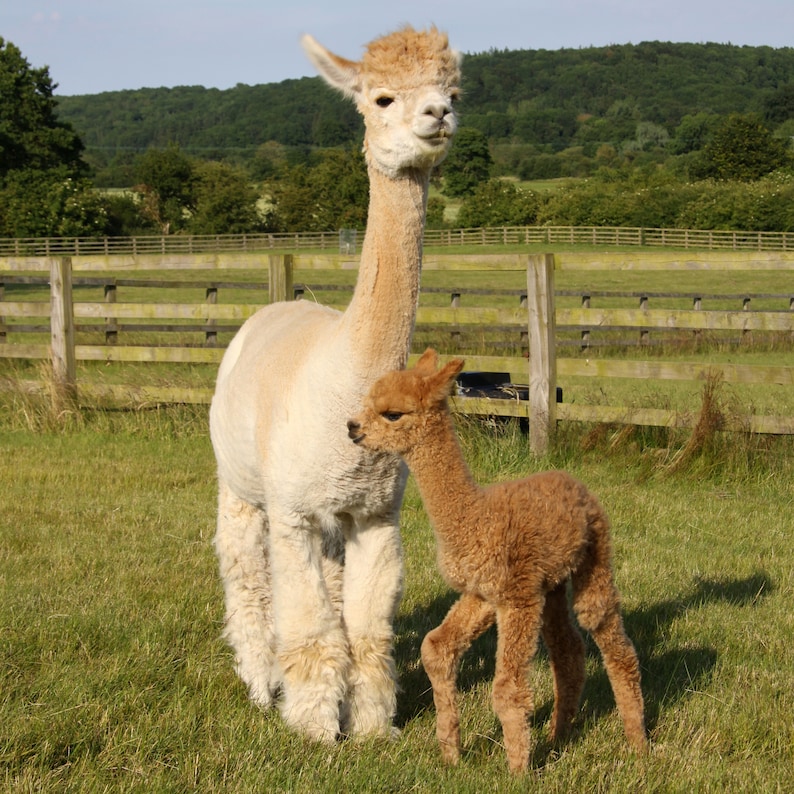 Herringbone Baby Alpaca Beige Throw Blanket Peru Fair