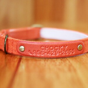 May include: Orange canvas dog collar with a leather patch that says "Rocky" and a phone number.